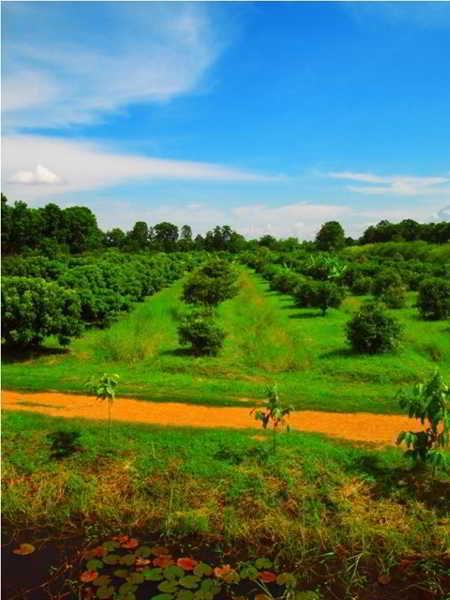 Therdthai Farm Boutique Hotel Sukhothai Zewnętrze zdjęcie